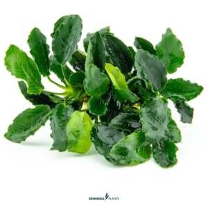 Anubias barteri var. nana Kirin - easy Categ.