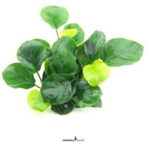 Anubias barteri ´Coin Leaf´   - easy Categ.