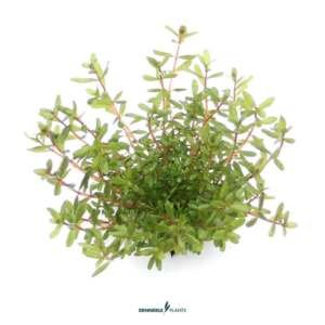 Rotala rotundifolia Laos - easy Categ.
