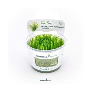 Taxiphyllum alternans Taiwan - Portion