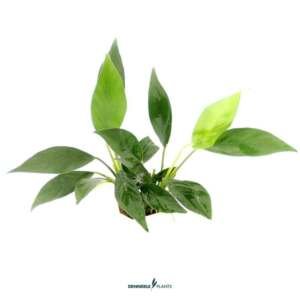 Anubias barteri var. glabra NEW!