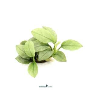Anubias 	barteri var. nana Jade
