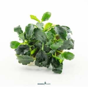 Anubias 	barteri var. nana 'Mini Kirin'