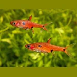 RASBORA MACULATA 2