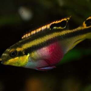 PELVICACHROMIS PULCHER  5+