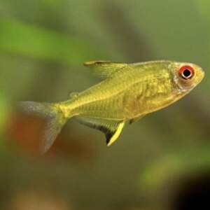 HYPHESSOBRYCON PULCHRIPINNIS 3