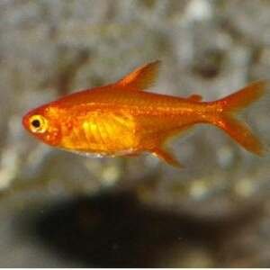 HYPHESSOBRYCON AMANDAE L