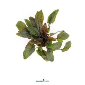 Cryptocoryne wendtii Brown