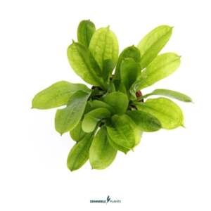 Echinodorus grisebachii Tropica