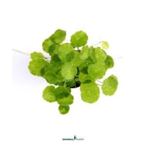 Hydrocotyle verticillata