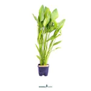 Echinodorus argentinensis, XL - easy Categ. 