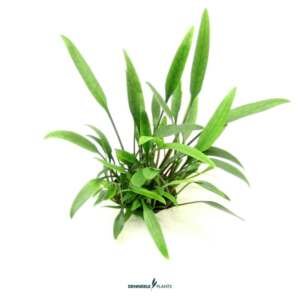 CRYPTOCORYNE LUCENS -easy Categ. 