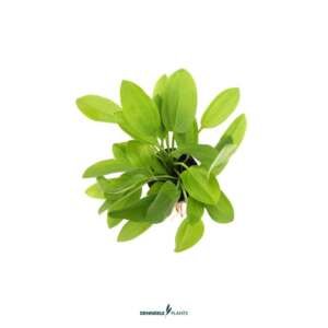 Echinodorus cordifolius 'MINI'