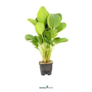 Echinodorus 'Dschungelstar no.2'small' - easy Categ. 