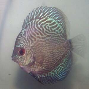 DISCUS SNAKE SKIN 8CM