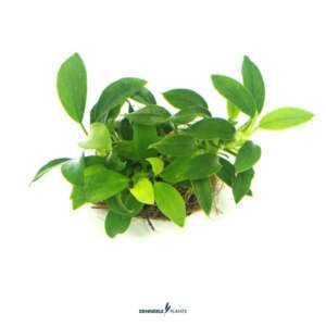 Anubias barteri var. nana 'Bonsai' - easy Categ.