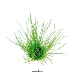 Liliopsis Mauritiana