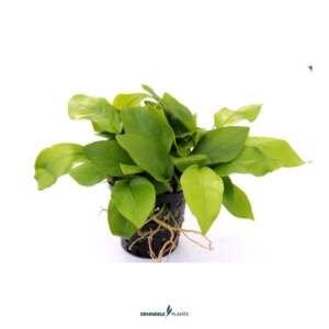 Anubias barteri var. nana 'Gold' - easy Categ.