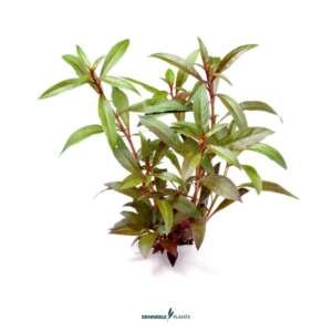 Ludwigia glandulosa - medium Categ.