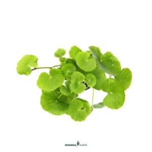 Hydrocotyle leucocephala - medium Categ.