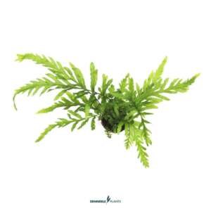 Bolbitis heudelotii NEW - easy Categ.