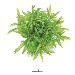 Pogostemon helferi - easy Categ.