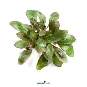 Lobelia cardinalis - easy Categ.