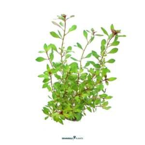 Ludwigia repens 'Rubin' - medium Categ.