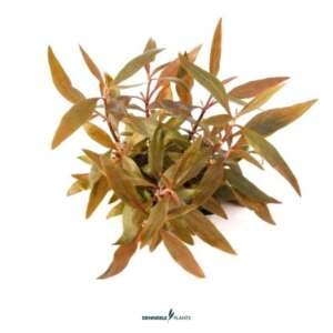 Alternanthera reineckii 'Mini'