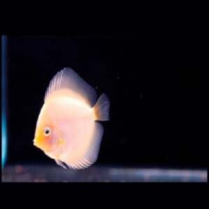 DISCUS WHITE DIAMOND 7-8 cm