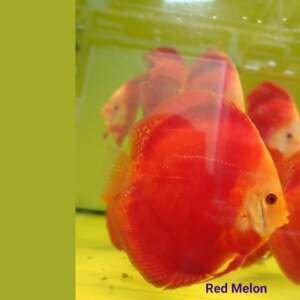 DISCUS RED MELON 7 cm