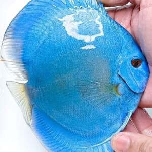 Discus Blue Diamond Premium Grade - 7-8cm