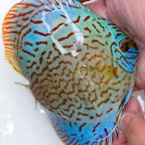 Discus Blue Turquoise - 8/9 cm