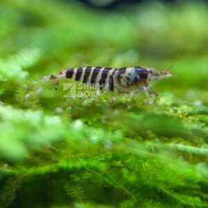 SB Caridina Babaulti 'Stripes'