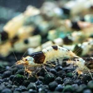 SB Caridina Logemanni 'Crystal Black'