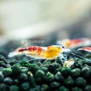 SB Caridina Logemanni 'Calceo Bee Red'