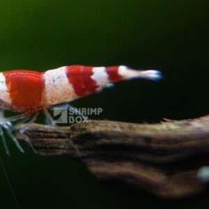 SB Caridina Logemanni 'Crystal Red'