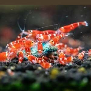 SB Caridina Logemanni Super Crystal Red