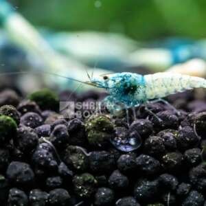 SB Caridina Logemanni Taiwan 'Blue Bolt'