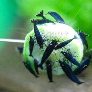 SB Caridina Logemanni Tiger Blue O.E.'