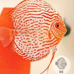 Discus Red Turquoise 5-6cm