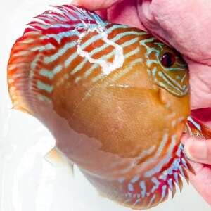 Discus F2 Red Batata X Jacarecappa - 14 cm
