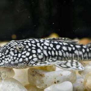 Pseudancistrus Genisetinger Sm