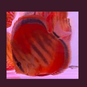 DISCUS ICA Heckel 9-10 cm