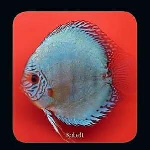 Discus  Kobalt 8cm