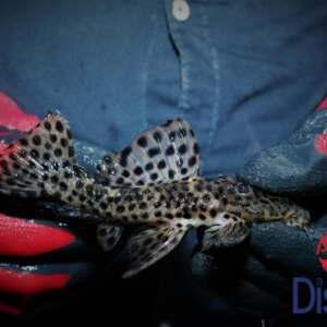 Leporacanthicus heterodon L172 sm/md