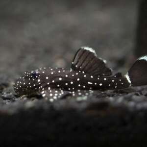 Starlight Pleco L183 4-5cm