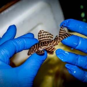 Hypancistrus sp. L333 md/ml