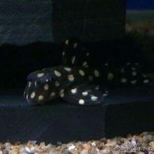 Hypancistrus sp. L471 3,5-5cm