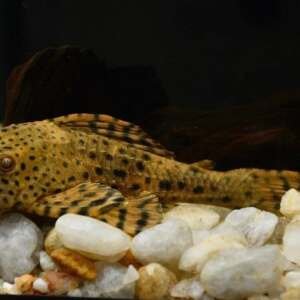 Cochilodon sp.L50 Orange hypostomus Sm